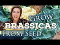 How to start cabbage and other brassicas from seed indoors