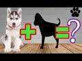 TOP 10 MOST POPULAR HUSKY MIX BREEDS HUSKY CROSS BREEDS DER DOGS 