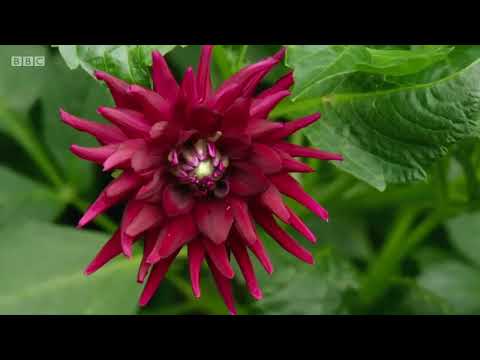 Videó: Dáliák gondozása: Dáliák ültetése a kertben