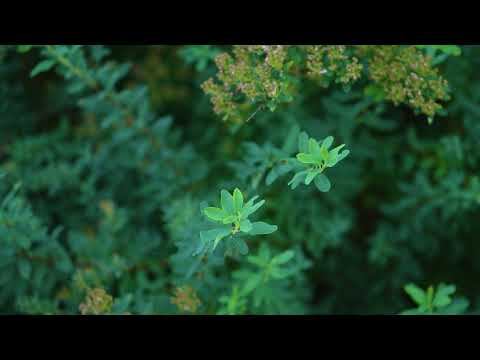 Video: Spirea-bosoorplanting - wenke om 'n Spirea-struik in die tuin te skuif