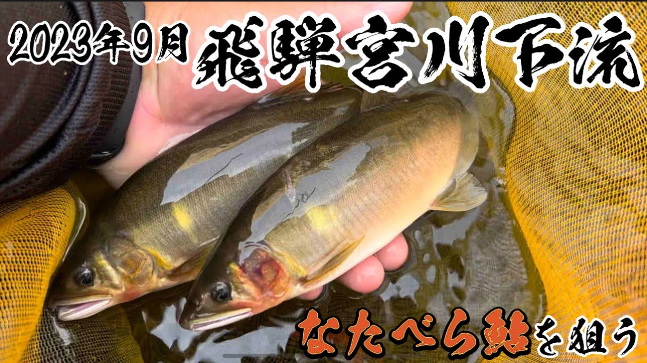 【友釣り】飛騨宮川下流で なたべら鮎を狙う！