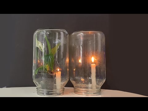 Experimento comprovando uma maior presença de gás oxigênio em ambientes com plantas.