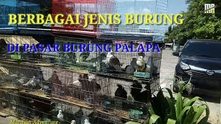 KOLEKSI BURUNG DI PASAR BURUNG PALAPA