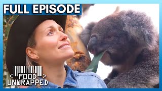 How Koalas Safely Eat This TOXIC Plant 🐨 | Food Unwrapped Season 6 Episode 10 | Full Episode