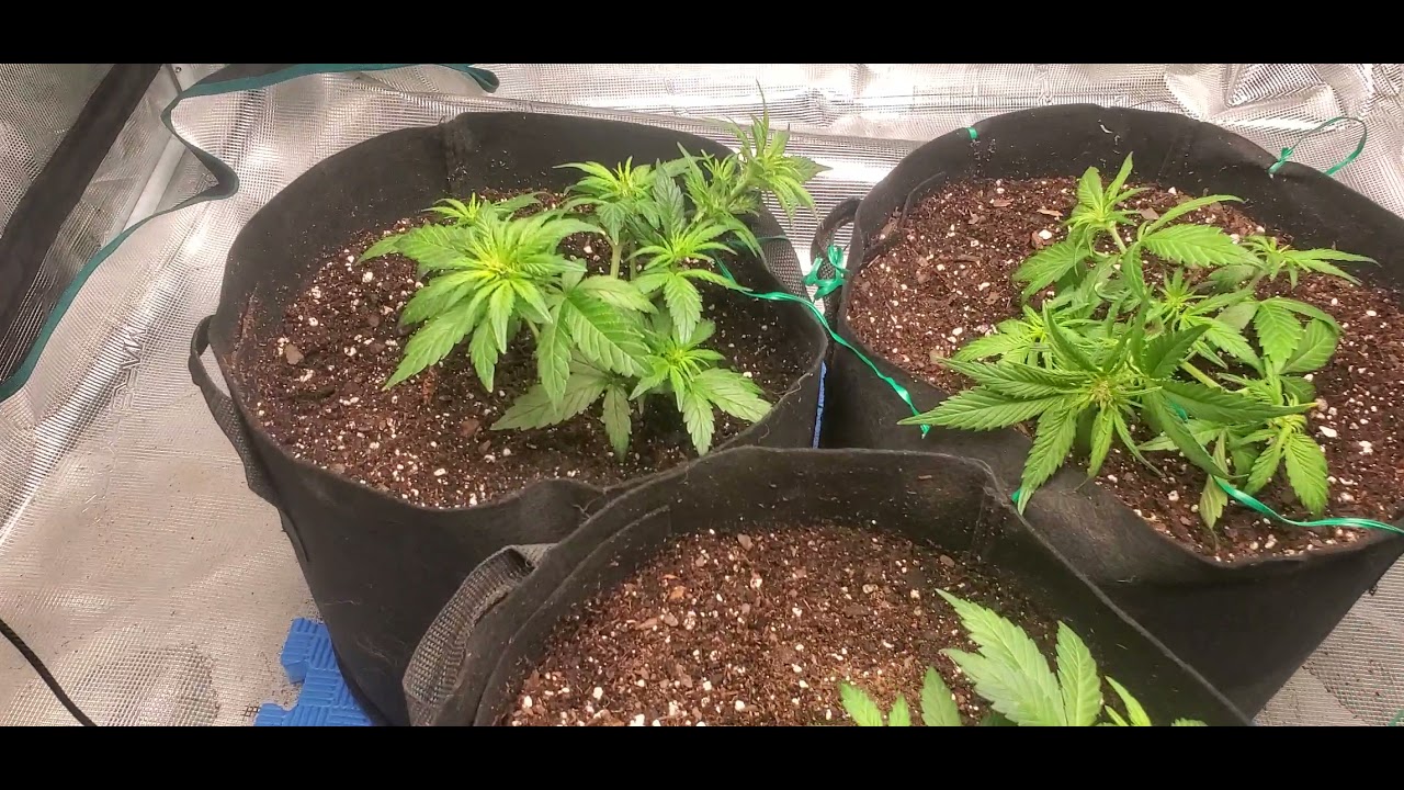 bluebery autoflower week 4 cat invades grow room