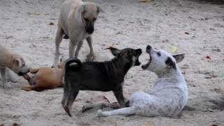 Small Dogs Fighting. by watermelon 75,150 views 11 years ago 2 minutes, 35 seconds