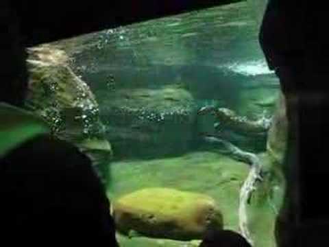 shedd-aquarium-oceanarium