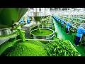 CÓMO se FABRICA el TÉ MATCHA 🍵 Mega Fábricas del Té Verde