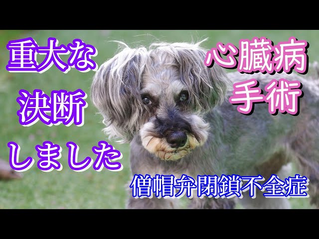 心臓病の13歳シニア犬 [手術][僧帽弁形成術][ステージB2][犬の病気