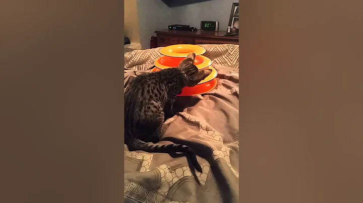 Watch the video about 4 month old F6 Savannah