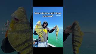 Lake Simcoe is the Church of Perch! Amen! 😂 #shorts