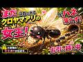 【アリ飼育】ついに羽を落とす!クロヤマアリの女王を試験管巣に引っ越しさせる【観察動画】