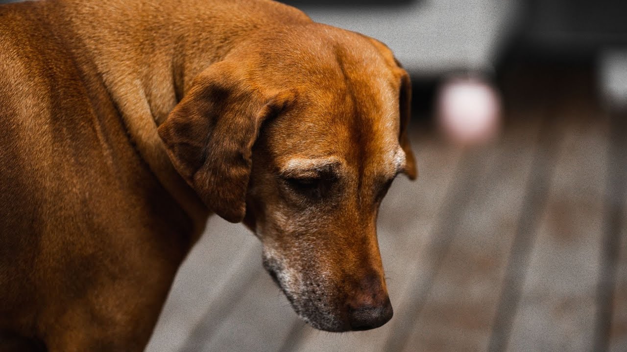 Rhodesian Ridgeback puppies are known for their strength - YouTube
