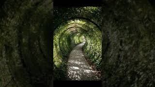 Most Unique Garden Tunnel Idea #garden #gardendesign #gardening