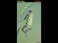 A Plain Tiger (Danaus chrysippus) caterpillar moults to its pupal stage