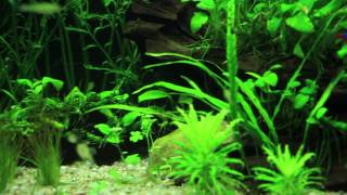 Planted aquarium 340 litres / Аквариум с растениями 340 литров (video 5) Planted aquarium 340 litres / Аквариум с растениями 340 литров (video 5)