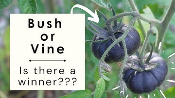Determinate vs Indeterminate Tomatoes - What are the differences?