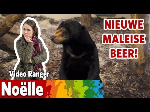 Video: Maleise beer - biruang. Maleise beer - de zeldzaamste soort