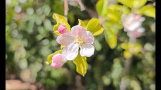 A Visual Meditation on Apple Blossoms 🌸 15 min. [4K]