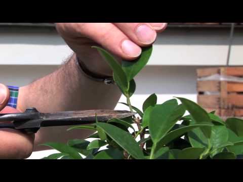 Video: Ficus-Schnitttipps – wann und wie man einen Ficus-Baum beschneidet