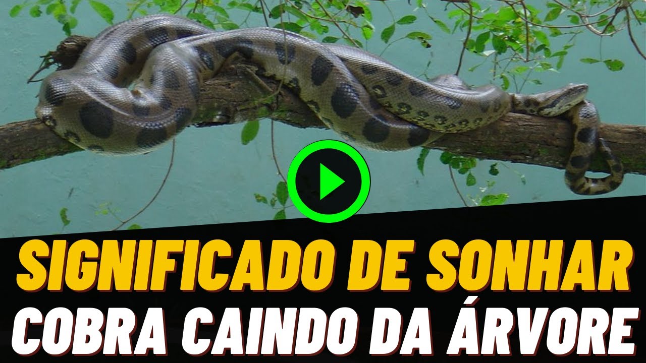 Sonhar Com Cobra Caindo Da Arvore Sonhar Com Cobra Caindo Da Arvore