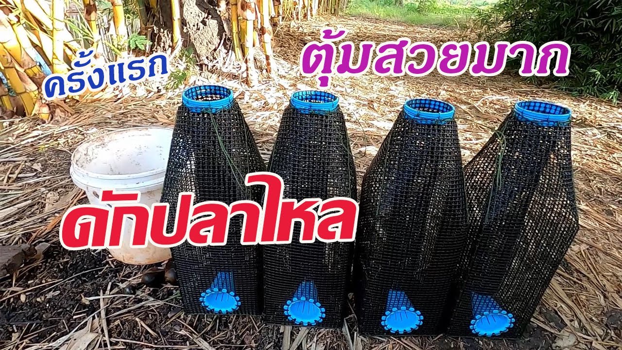 ใส่ตุ้มปลาไหล ดักตุ้มปลาไหล ดักปลาไหลด้วยตุ้ม ครั้งแรก ตุ้มดักปลาไหลสวยมากๆ
