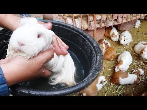 Video: Guinea Pig Kafesinizi Kurmak Ve Süslemek