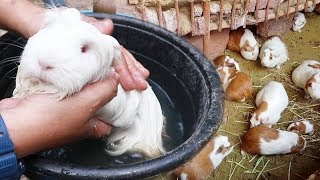 Visiting farm of IMPORTED GUINEA PIG