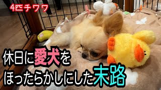 【仕事で愛犬と過ごせなかったGW】