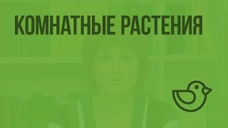 Комнатные растения. Видеоурок по окружающему миру 2  класс