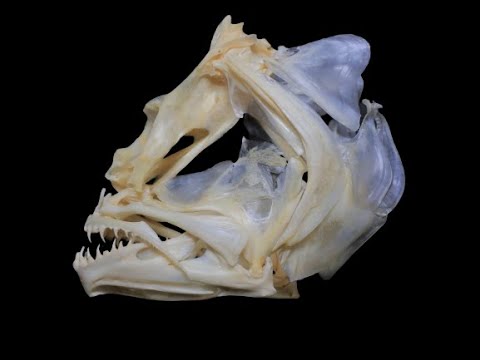 魚 骨格標本の作り方:とてもよくわかるヒラメの頭骨の組み立て
