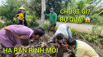 Săn Bắt Chuột Tùng Bắt Chuột Khủng, Củ Tỏi Hạ Rắn Đang Rình Mồi Trên Cây Quá Đỉnh P.2/NGÃ NĂM TV