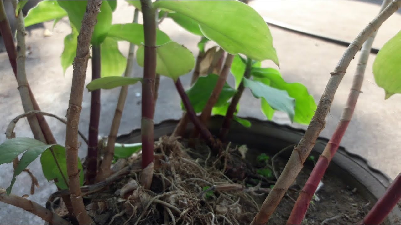 Plants that cure diabetics YouTube