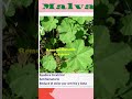 💚 Malva  #remediosnaturalespoderosos #plantas #plantascurativas #remedios #remedios naturales #remed