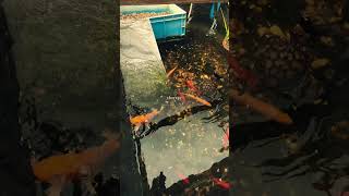 Breakfast time 🐟☀️ #nature #pondlife #relaxing #asmr