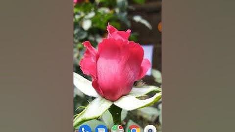 How To Circle Remove From Home Button in Asus Zenfone Max Pro M1