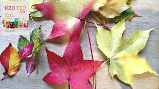How to Preserve Leaves (comparing Glycerin Bath to other methods) screenshot 2