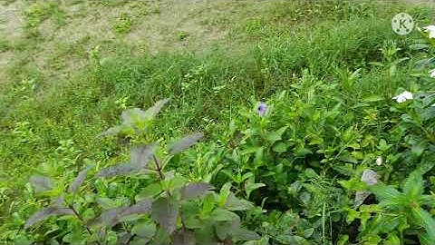 গীত আৰু ছবি॥কবি-দুৰ্গেশ্বৰ শৰ্মা॥৯ম শ্ৰেণী॥পাঠদান-কবিতা পাটগিৰি,শিক্ষয়িত্ৰী॥সম্পাদনা-চতুৰ্থী শিৱম