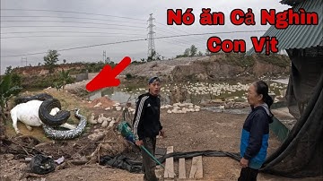 Cuộc Gọi Khẩn Cấp Của Bà Lão 80 Tuổi Bị Trăn Khổng Lồ Tấn Công Đàn Vịt Hàng Vạn Con