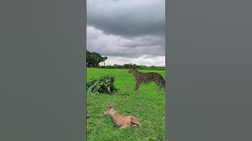 leopard and deer attacked a man in field #vfx #wildlife #leopard #tiger #viral #video
