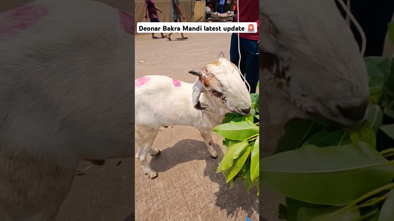 deonar Bakra Mandi latest update || Eid al-adha Bakra Eid day 02