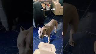 pov: cachorros engraçados #petsfofinhos