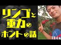 リンゴから重力を発見したのは嘘!ニュートンの真実と名月リンゴ