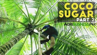 Coco Sugar Part 2 : How to make Coco Sugar | Agribusiness Philippines
