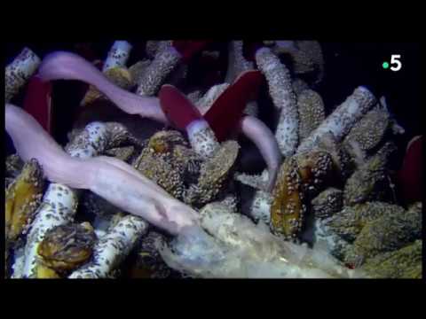 Vidéo: Fumeurs noirs - sources hydrothermales au fond des océans