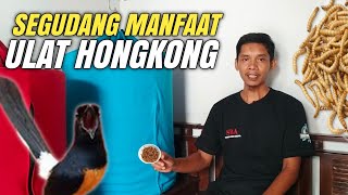 EFEK ULAT HONGKONG UNTUK BURUNG MURAI BATU‼️