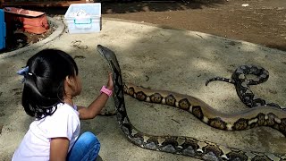 ASIC girls play with BIG snakes