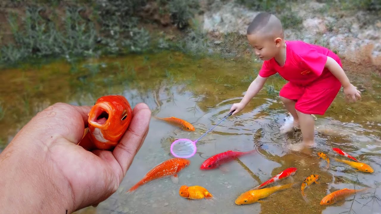 Em ổi đuổi bắt cá vàng trong cái ao nhỏ bỏ hoang #concá #cávàng # ...