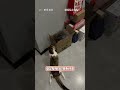猫儿这一手漂移真的是炉火纯青啊 #小猫 #彩狸 #魔丸