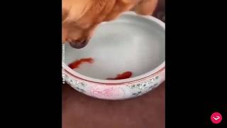 Viral Video of Dog Saving Goldfish